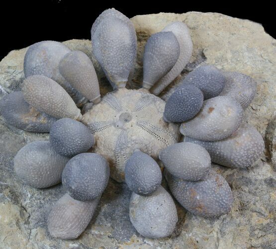 Fossil Club Urchin (Firmacidaris) - Jurassic #39148